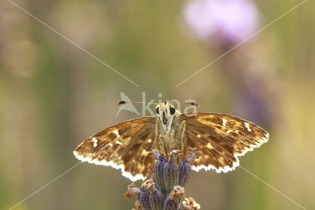 Kaasjeskruiddikkopje (Carcharodus alceae)