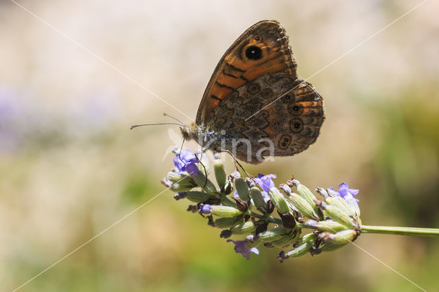 Wall Brown (Lasiommata megera)