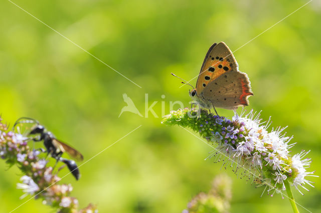 Kleine vuurvlinder (Lycaena phlaeas)