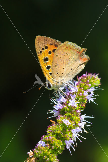 Kleine vuurvlinder (Lycaena phlaeas)