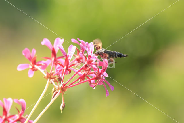 Kolibrievlinder (Macroglossum stellatarum)