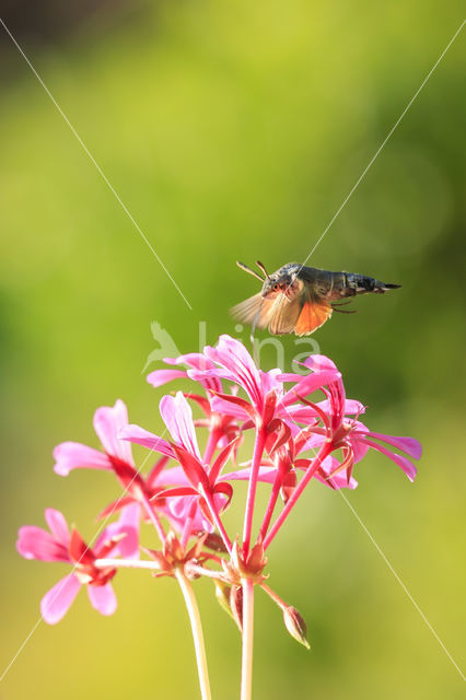 Kolibrievlinder (Macroglossum stellatarum)