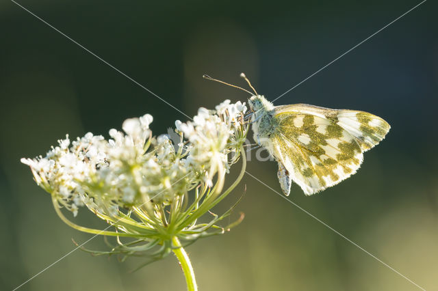 Bath White (Pontia daplidice)