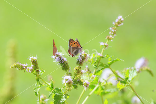 Small Copper (Lycaena phlaeas)