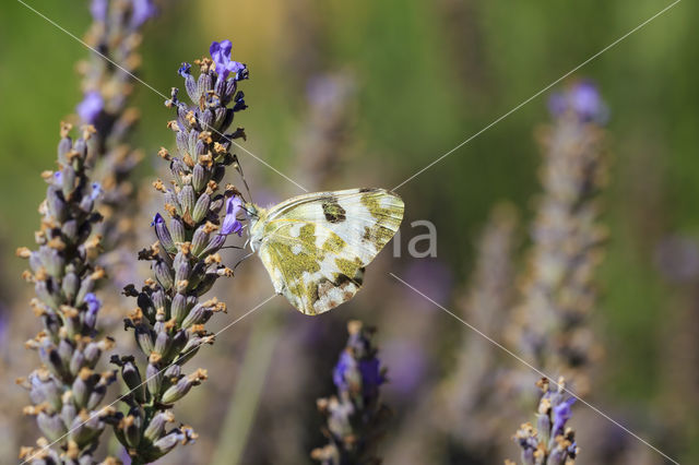 Bath White (Pontia daplidice)