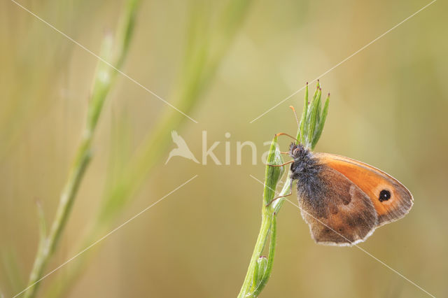 Hooibeestje (Coenonympha pamphilus)