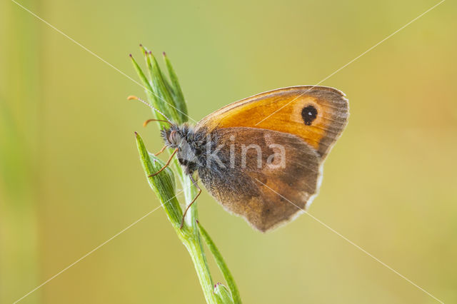 Hooibeestje (Coenonympha pamphilus)