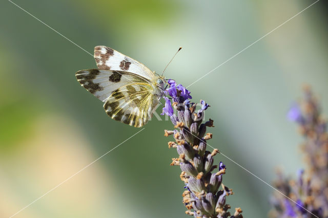 Bath White (Pontia daplidice)