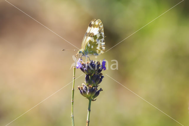 Bath White (Pontia daplidice)