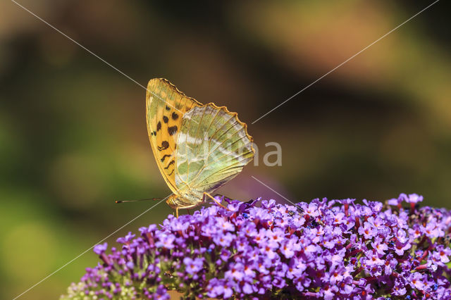 Silver-washed Fritillary (Argynnis paphia)