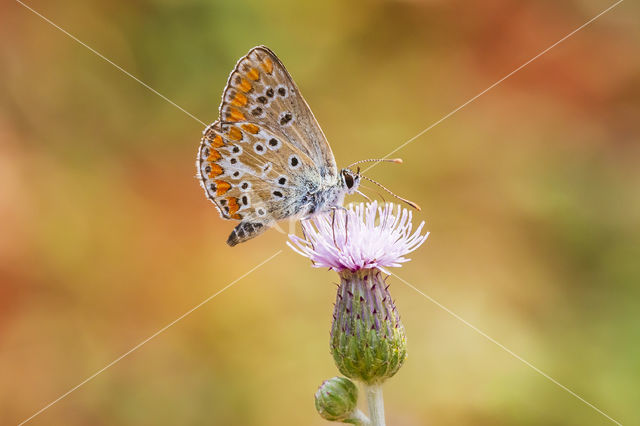 Bruin blauwtje (Aricia agestis)