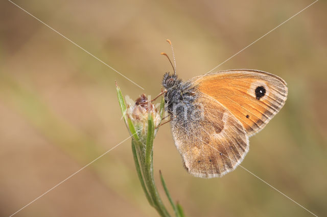 Small Heath (Coenonympha pamphilus)