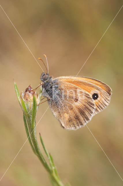 Hooibeestje (Coenonympha pamphilus)