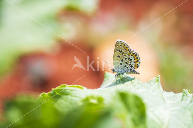 Silver Studded Blue (Plebejus argus)