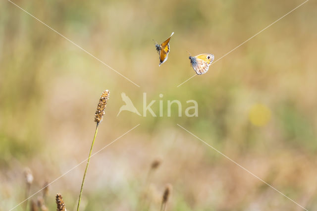 Hooibeestje (Coenonympha pamphilus)