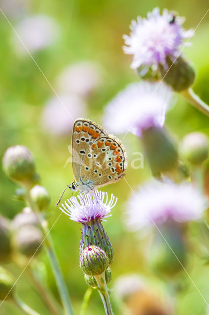 Bruin blauwtje (Aricia agestis)