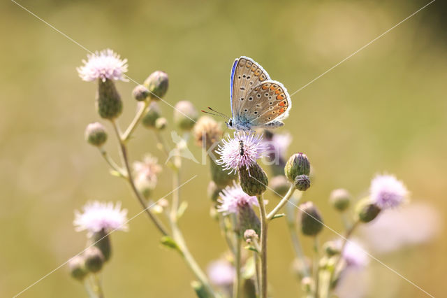 Common Blue (Polyommatus icarus)