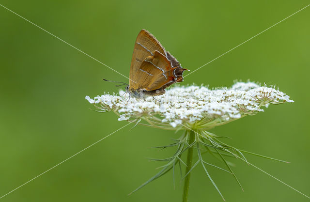 Sleedoornpage (Thecla betulae)