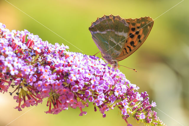 Keizersmantel (Argynnis paphia)