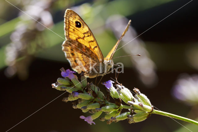 Wall Brown (Lasiommata megera)