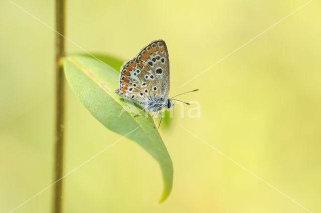 Balkan bruin blauwtje (Aricia anteros)