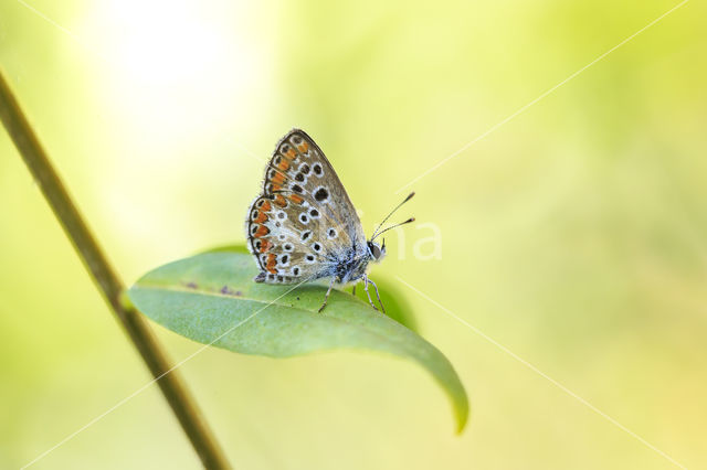 Balkan bruin blauwtje (Aricia anteros)