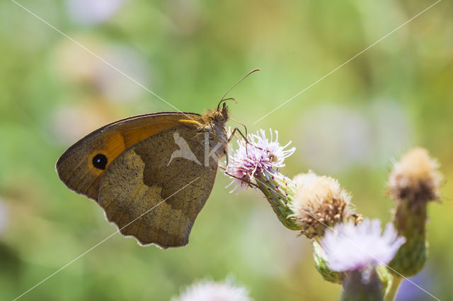 Meadow Brown (Maniola jurtina)