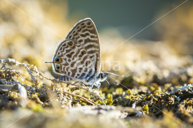 Long-tailed Blue (Lampides boeticus)