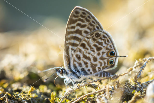 Long-tailed Blue (Lampides boeticus)