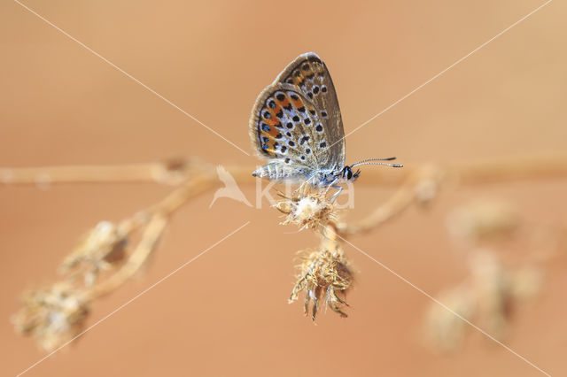 Silver Studded Blue (Plebejus argus)