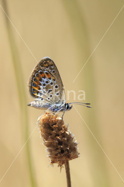 Silver Studded Blue (Plebejus argus)