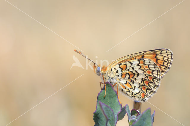 Knoopkruidparelmoervlinder (Melitaea phoebe)