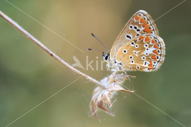 Bruin blauwtje (Aricia agestis)