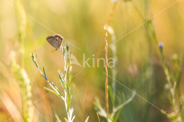 Common Blue (Polyommatus icarus)