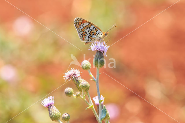 Knoopkruidparelmoervlinder (Melitaea phoebe)