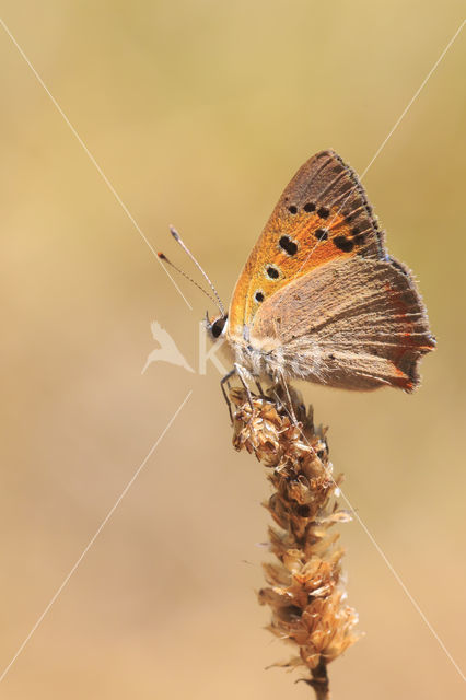 Kleine vuurvlinder (Lycaena phlaeas)