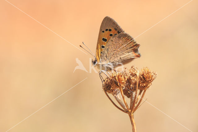 Kleine vuurvlinder (Lycaena phlaeas)