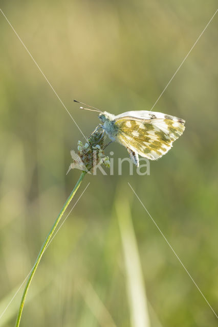 Bath White (Pontia daplidice)