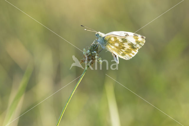 Bath White (Pontia daplidice)