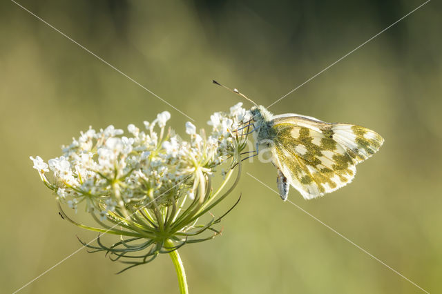 Bath White (Pontia daplidice)