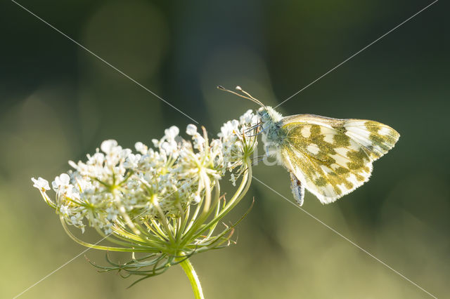 Bath White (Pontia daplidice)