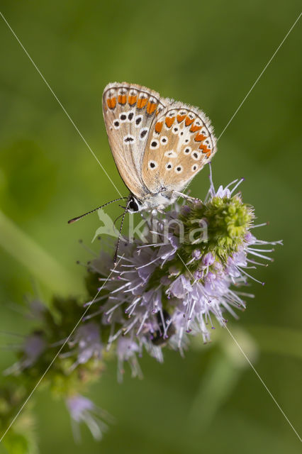 Brown Argus (Aricia agestis)