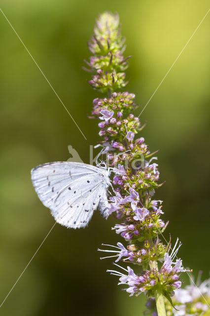 Boomblauwtje (Celastrina argiolus)