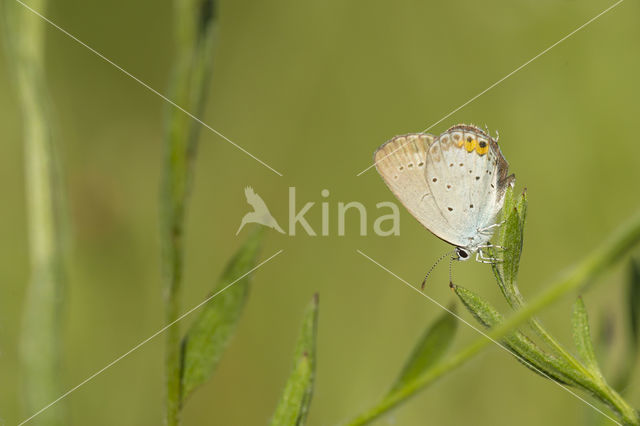 Short-tailed Blue (Cupido argiades)