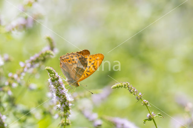 Silver-washed Fritillary (Argynnis paphia)