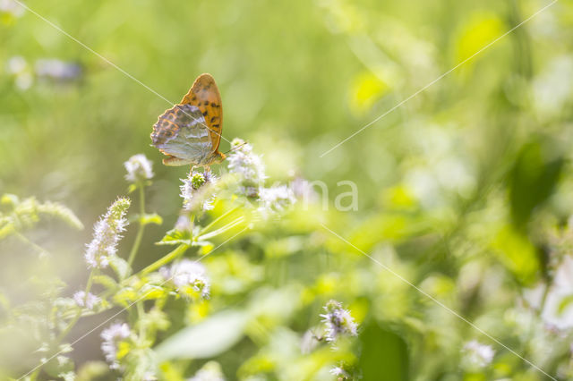 Silver-washed Fritillary (Argynnis paphia)