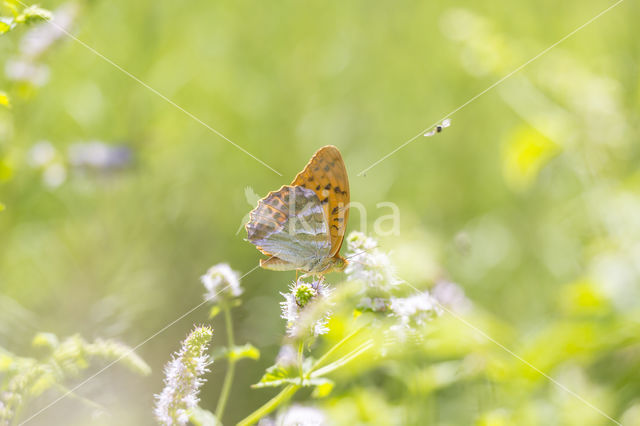 Keizersmantel (Argynnis paphia)