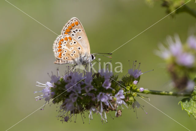 Bruin blauwtje (Aricia agestis)