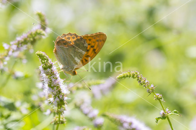 Silver-washed Fritillary (Argynnis paphia)