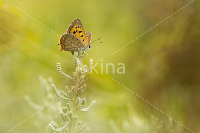 Kleine vuurvlinder (Lycaena phlaeas)